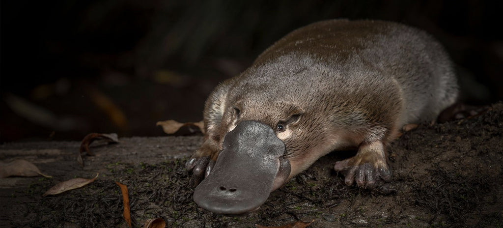 Where to spot an elusive platypus